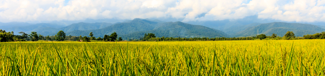 panoramic-view-field-against-sky