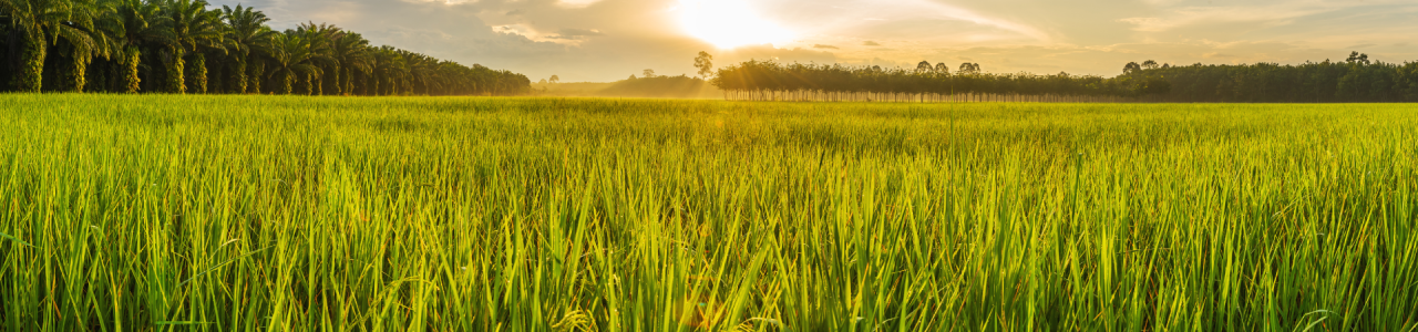 scenic-view-wheat-field-against-sky-sunset